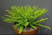 Woodsia polystichoides 'Russian form'